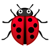 lady-beetle